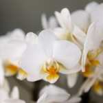 White orchid blossoms with yellow–orange centers in a cluster within a soft background.