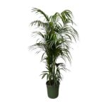 Tall potted palm plant with arching fronds in a dark green planter