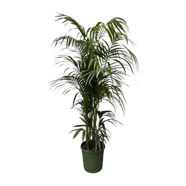 Tall potted palm plant with arching fronds in a dark green planter