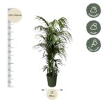 Tall potted palm with height guide 220–240 cm and width 38 cm; care icons show half shade, shade, and weekly watering.
