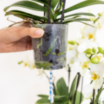 Hand holding a small clear plastic pot with an orchid plant, roots visible through the pot, white flowers in the background.