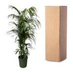 Tall potted palm plant in a green pot next to a large brown cardboard shipping box.