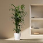 Tall potted palm plant in a white pot beside a beige wall and recessed shelf with a laptop and books in a minimalist room.