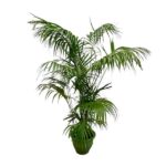 Potted palm plant with large green fronds in a brown pot.