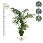 Tall potted palm about 250–270 cm high in a green pot; 35 cm pot width; suited for half‑shade to shade, water weekly.