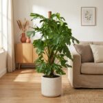Tall monstera plant in a light gray pot stands in a bright living room, with a beige sofa, wooden cabinet, and framed botanical print in the background.