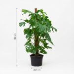 Tall monstera plant in a black pot, about 150 cm tall with a 27 cm diameter pot, lush green leaves.