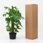 Potted Monstera plant next to a tall cardboard shipping box on a white surface and background.