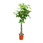 Braided-trunk indoor plant with lush green leaves in a terracotta pot.