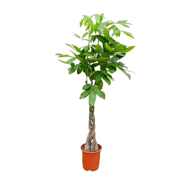 Braided-trunk indoor plant with lush green leaves in a terracotta pot.