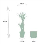 Diagram showing a tall potted plant (~100 cm) with 21 cm pot width, an identical empty pot beside it, and a 30 cm horizontal span marker above.