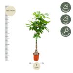 Braided-trunk indoor plant in a pot, about 150–170 cm tall with a 27 cm pot diameter; care icons show half shade and weekly watering.