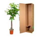 Potted braided ficus plant next to an open tall cardboard shipping box, ready for transport or display at home.