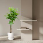 Tall potted plant with braided trunk beside a beige wall and two floating white shelves with a small stack of books, on a neutral carpeted floor.