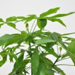Green leafy houseplant with multiple thin stems and elongated leaves against a white background.