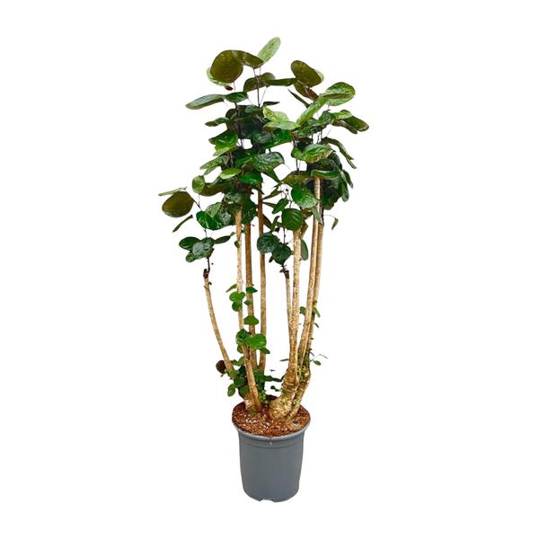 Multi-stem indoor plant with glossy green leaves in a gray plastic pot in a neutral setting.