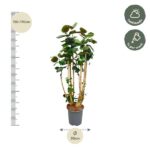 Tall indoor plant with multiple stems and green leaves in a gray pot; about 150–170 cm tall and 30 cm pot, care: half shade and weekly watering.