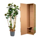 Potted indoor plant next to a tall empty cardboard shipping box outline for moving or delivery