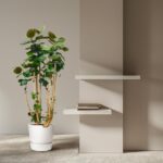 Tall potted plant with multiple stalks beside a beige wall and two floating white shelves, one with a small stack of books.