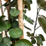 Close-up of a leafy indoor plant with glossy round green leaves and brown woody stems against a white background.