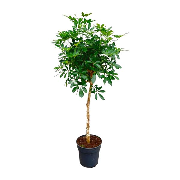 Indoor potted tree with a slender trunk and dense green foliage in a black plastic pot