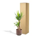 Potted indoor plant with tall, spiky green leaves beside a tall cardboard shipping box.
