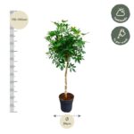 Tall potted tree with a slender trunk and dense green leaves; height around 170–190 cm, pot diameter 34 cm.