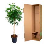 Potted indoor tree beside an open cardboard shipping box, suggesting it’s being prepared for delivery or shipment.