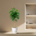 Potted leafy plant in a white pot stands on a beige floor beside a built-in wall shelf with a laptop and books.