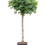 Tall potted indoor tree with a straight trunk and a dense, rounded canopy of green leaves.