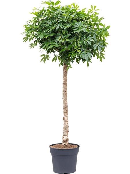 Tall potted indoor tree with a straight trunk and a dense, rounded canopy of green leaves.