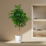 Tall indoor tree in a white pot beside a built-in shelf with a laptop and books.
