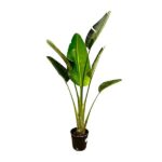 Potted banana plant with tall green leaves in a black nursery pot on a white background.