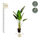 Indoor banana plant in a pot with a vertical measuring scale showing 170–190 cm and a 30 cm width; care: half shade, water once a week.
