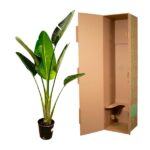 Tall green tropical plant in a pot beside an open tall cardboard shipping box, ready for packaging or transport a plant-friendly setup.