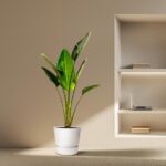 Tall green leafy plant in a white pot sits on a beige carpet beside a built-in shelf with a laptop and books in a minimalist room.