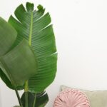 Indoor scene with a large tropical banana plant on the left, soft pink round cushion on a beige sofa, against a white wall.