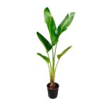 Tall potted banana plant with large green leaves in a black plastic pot