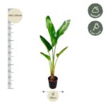 Tall potted tropical plant beside a ruler showing 200–220 cm; 30 cm pot; care icons indicate half shade and weekly watering.