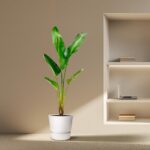 Tall green plant in a white pot on a beige floor beside a recessed wall shelf with a laptop and books.