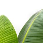 Close-up of two large green tropical leaves with prominent veins on a white background