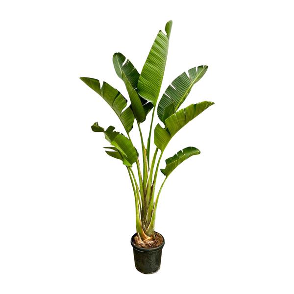 Potted banana plant with tall, broad green leaves in a black pot.