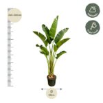 Banana plant in a pot with a left vertical height ruler showing 240–260 cm and a bottom label of 45 cm diameter; care icons indicate half shade and water weekly.