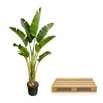 Banana plant in a pot next to a wooden pallet on a white background.