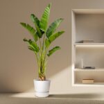 Tall indoor plant with broad green leaves in a white pot, placed beside a beige wall and recessed shelving with a laptop and books.