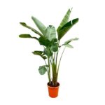 Tall indoor plant with large green leaves in an orange pot, viewed against a white background.