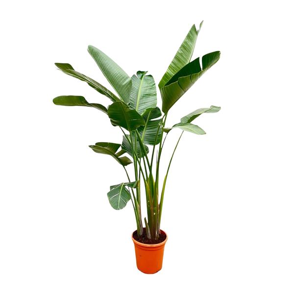 Tall indoor plant with large green leaves in an orange pot, viewed against a white background.