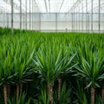 Rows of green leafy plants in a glass-walled greenhouse, dense and uniform.