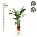 Banana plant in a pot with a height guide showing 240–260 cm and a 38 cm pot diameter; care icons indicate half shade and weekly watering.