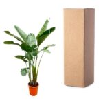 Tall green leafy plant in an orange pot next to a tall brown cardboard box.